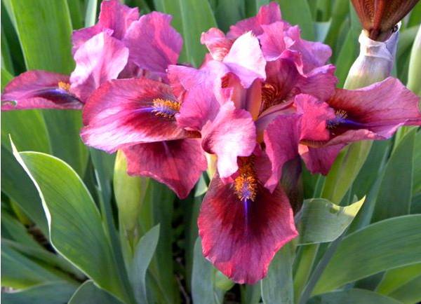 NHRC Flower